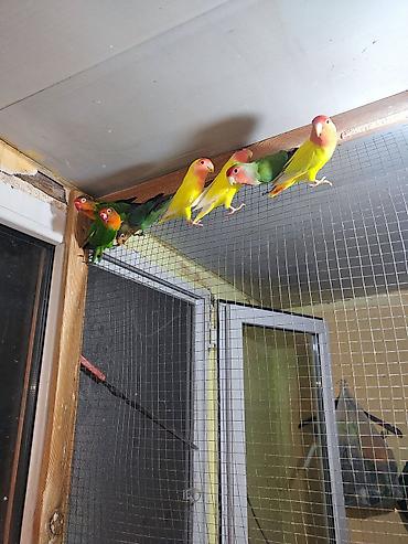 golden retriver it: Sevgi quşları (Lovebird) – müxtəlif rənglərdə dekorativ cütlər Məhsul — 2