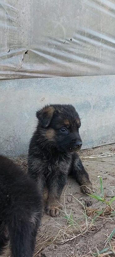 çao çao iti: Alman çoban iti, 1 ay, Erkek, Ünvandan götürmə