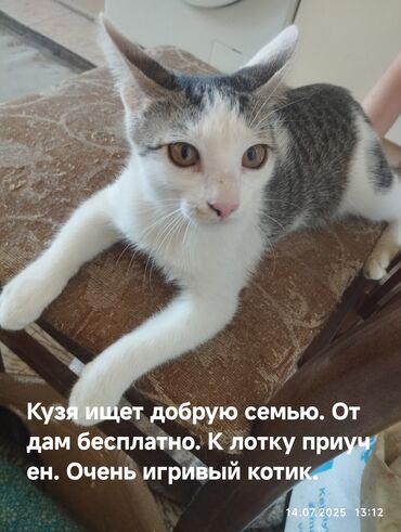 Самец, В добрые руки, Самовывоз