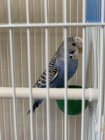 Птицы: Продаю Попугай 🦜 2 шт вместе с клеткой девочка и мальчик любят