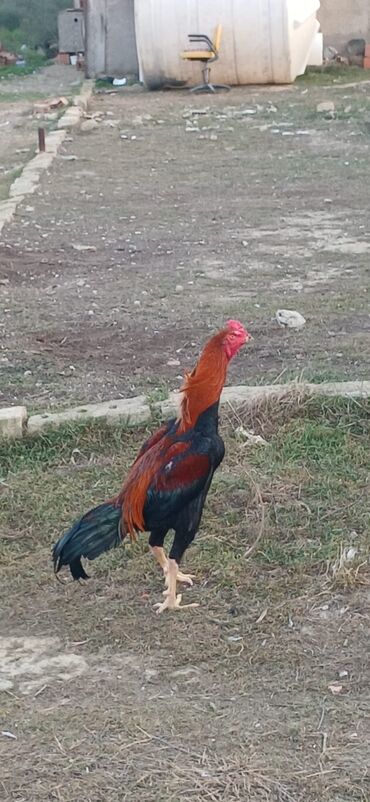 Xoruzlar: Xoruz, Heyratı, il: <1, Ödənişli çatdırılma — 19