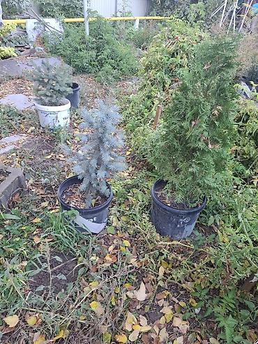 елка голубая: Ель голубая (Picea pungens) в контейнере или меняю телефон айфон — 3