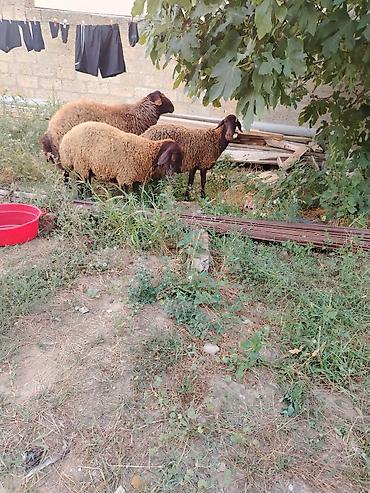 Qoyunlar, qoçlar: Qoyun sürüsü – 3baş - Növ: ehtimalən yerli ətlik/yunlu tip — 11