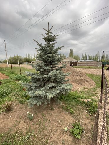 Другие товары для дома и сада: Продается голубой ель