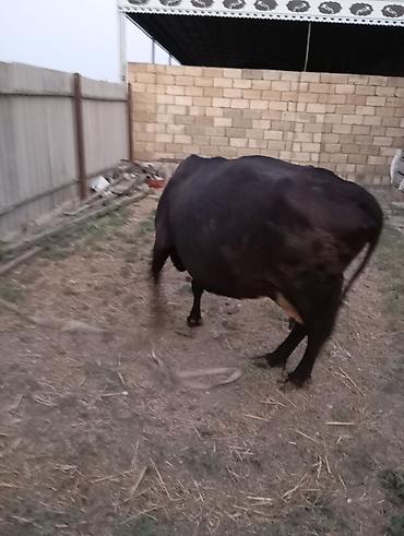 Inəklər, öküzlər: Qara rəngli inək satılır. 15-16 litr süd verir.yem yesə daha çox süd — 3