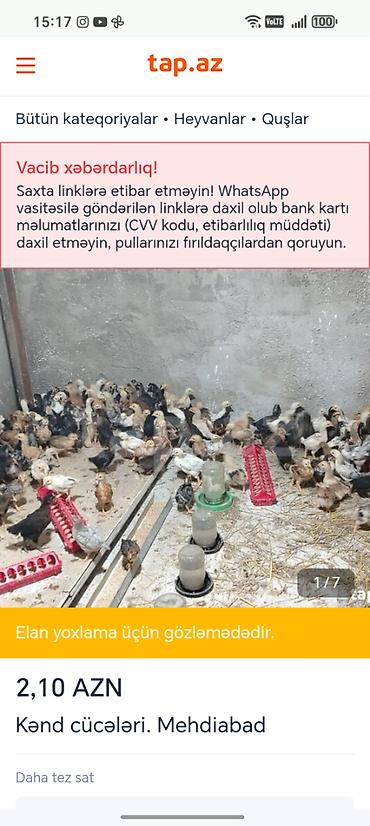 cucə badamdar: 16.05.2026 tarixində çıxan cücələrdir. Qiymət 10.06.2026 tarixinə — 1