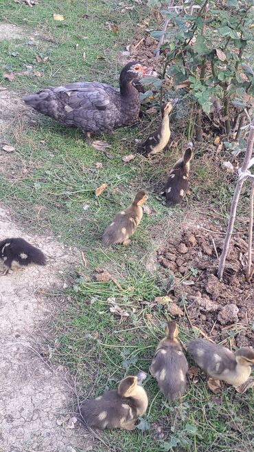Ördəklər: Dişi, | Macar, Damazlıq, Pulsuz çatdırılma — 8