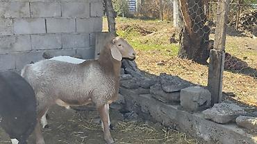 бараны самки: Продаю | Баран (самец) | Для разведения — 2