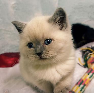 Pişiklər: Şinşilla, Erkək — 2