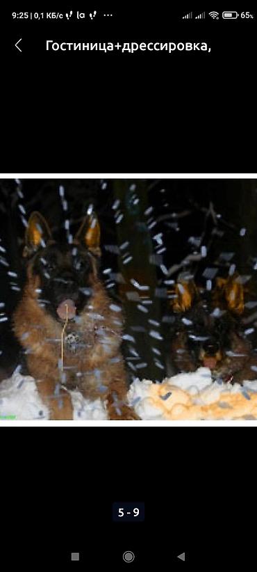 Продажа собак: Дрессировка собак. если у Вас с с вашим питомцем проблемы, значит не at lalafo.kg — 5 Продажа собак: Дрессировка собак. если у Вас с с вашим питомцем проблемы, значит не — 5