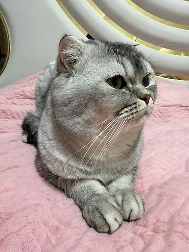 шотландская коричневая кошка: Шотландская вислоухая кошка, окрас серебристый (шиншилла/серебристый — 4