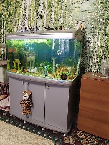 Аквариумы: Заводской аквариум на 250 литров, полностью укомплектован с рыбками и — 13