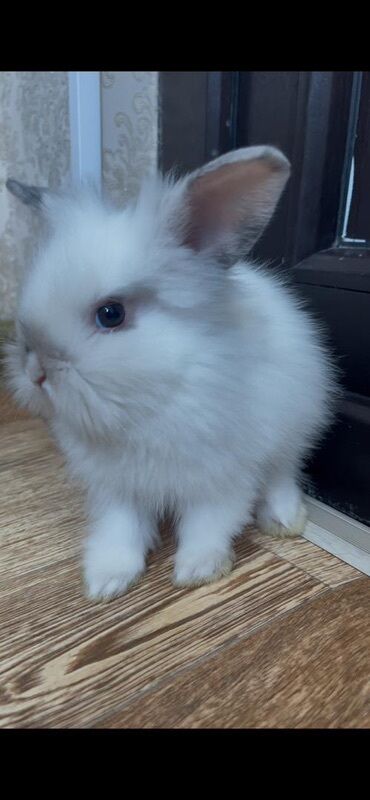 продаю кролов: В связи с переездом срочно продаю своего кролика. Bunny мальчик