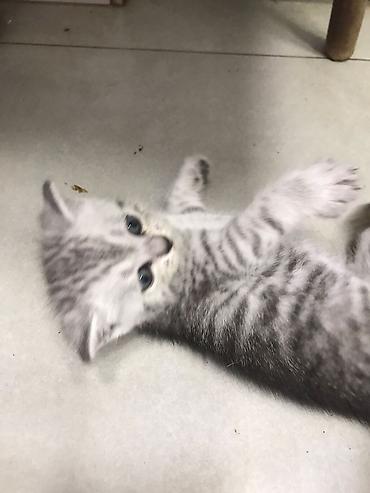 Pişiklər: Şotland — 4