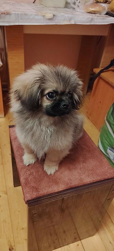 pomerian it: Pekines, 3 ay, Erkək, Peyvəndli, Ünvandan götürmə — 1
