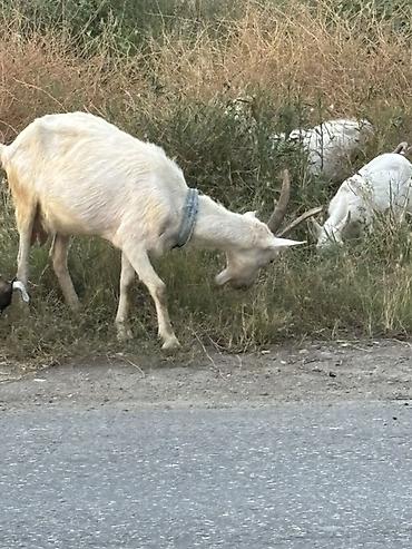 hələp keciləri: Südqoyun (qədeş) sürüsü – südçülük və çoxalma üçün - Növ: ev kozası — 8