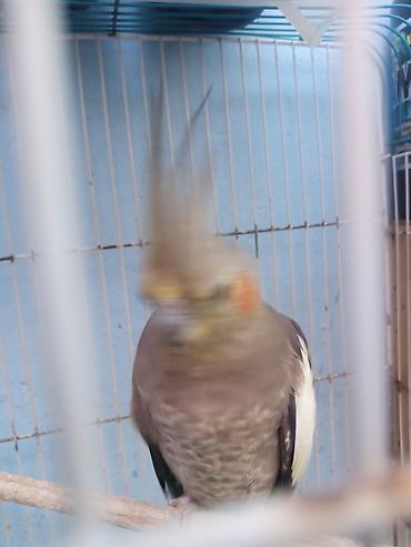 lələkli heyvanlar: Nimfa (cockatiel) tutuquşu – sultan toyuğu cinsindən, başında xas — 3
