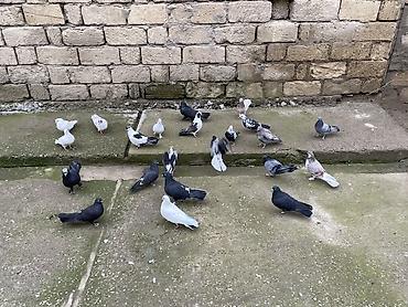 Göyərçinlər: 22 ədəddir üsd üsdə 4 manatdan tərgidmə maraqlanan vp yazsın video — 7