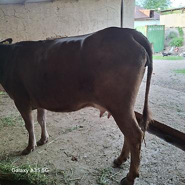 Коровы, быки: Продаю | Корова (самка) | Для молока — 10