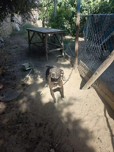 pitbul itlər: Pitbul, 2 il, Erkək, Ünvandan götürmə — 4