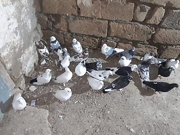 Quşlar: Məhsul: Ev göyərçinləri dəsti Təsvir: - Qarışıq rənglərdə və — 4
