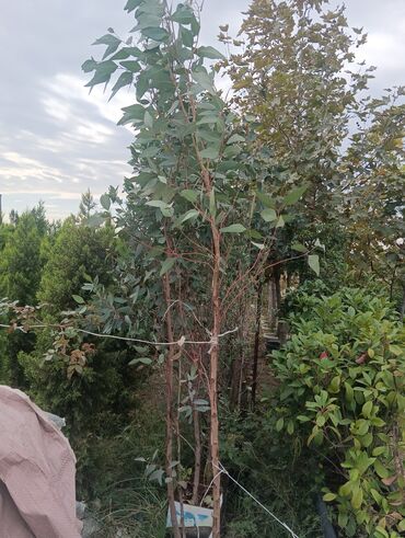 Landşaft işləri: Dekarativ bitgilerin satişi
xan cinar
ekvalit
zeytun — 7