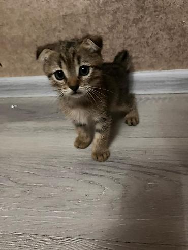 Şotland yastı qulaq