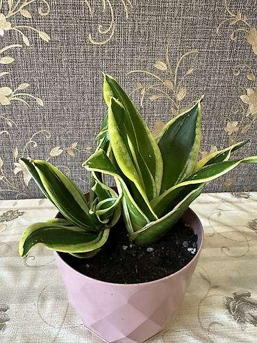 Otaq bitkiləri: Sansevieria “Hahnii” (Qızıl Haşiyəli) – dekorativ otaq bitkisi - Növ — 2