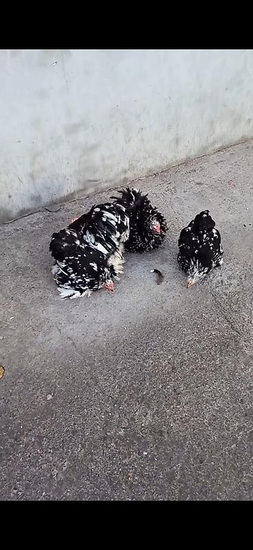 Cücələr: Toyuq cücələri, Damazlıq — 9