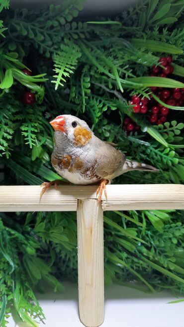 Amadinlər: Amadin quslari saglam ve hazir quslardir. cüt veya tek satilir. qiymet — 6