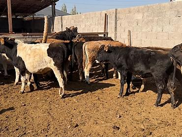 килограмм баранины цена: Продаю | Бык (самец) | На откорм, Для разведения — 1