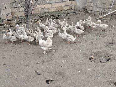 Ördəklər: Dilli ordekler — 3