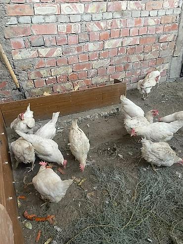 куры нешушки: Продаю | Куры | Несушки — 2