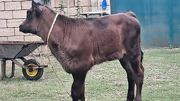 pitpul balası: Ikinci qarına doğub 1 aylıq süni mayalanmadan olan çves balası yanında — 8