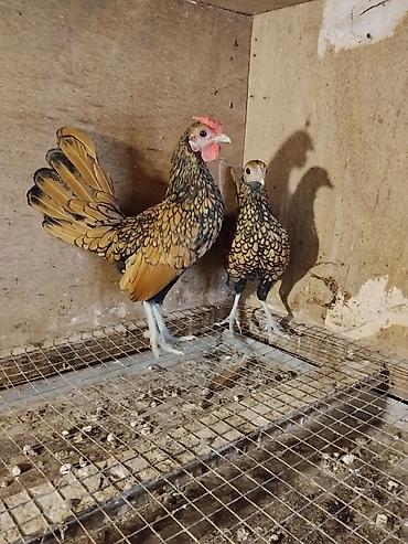 sumqayıtda cücə satışı: Təmiz qan cavan saglam.Cutu 60 m.Baki və bəzi bolgələrə gondərmək — 1