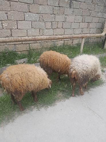 Mal-qara: Qoyunlar – yerli ət və yun istiqamətli - Say: 3 baş - Rənglər — 1