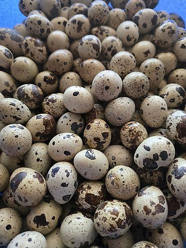 yumurta: Bildirçin yumurtası qiymet 0.10 qəpikdir unvan yeni suraxani - Təbii — 1