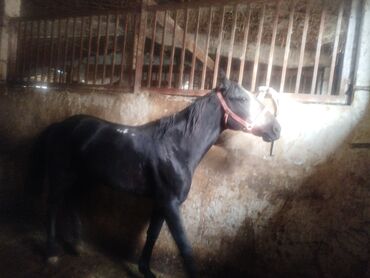 купить собаку для охоты: Сатам | Жылкы (эркек) | Жумушка