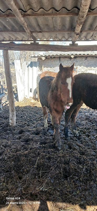 Лошади, кони: Продаю | Жеребенок | Полукровка | Рабочий — 14