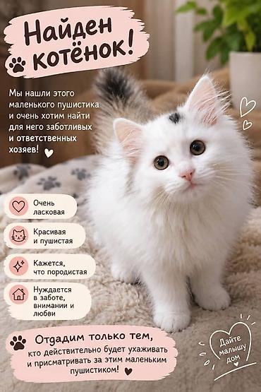 отдам котят в добрые руки: Кошка даром: Беспородная, Девочка — 1