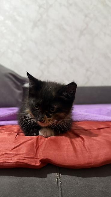 кошка шатланка: Котята, отдам даром в хорошие руки Описание: - Возраст на фото — 4