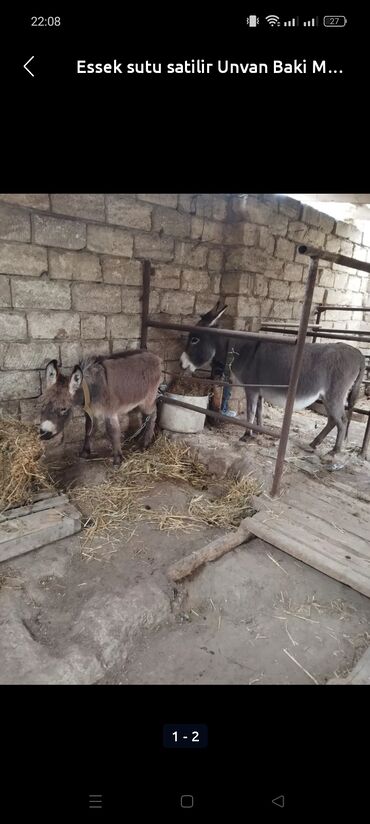 eşşekler: Essek sudu satiram goyoskureyin dermanı catdirilma olur