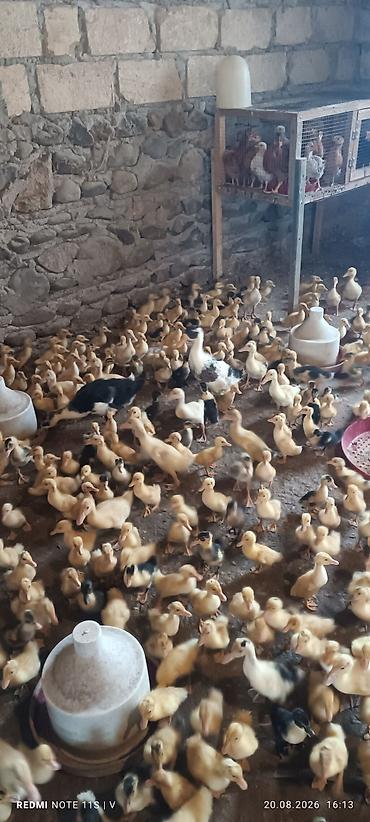 baliq yemleri: Məhsul: Cücədən çıxmış ördək balaları (broylinq və yerli xətlər — 8
