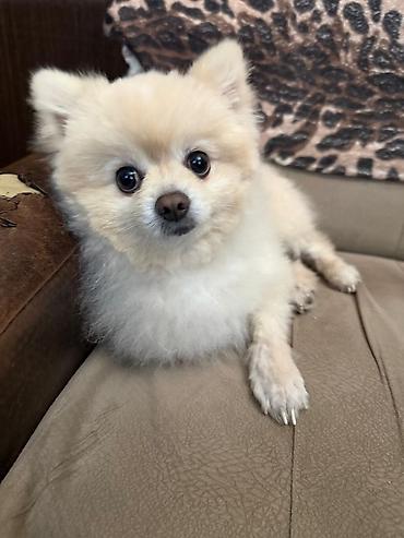 İtlər: Şpitz, 1 il, Erkek — 7