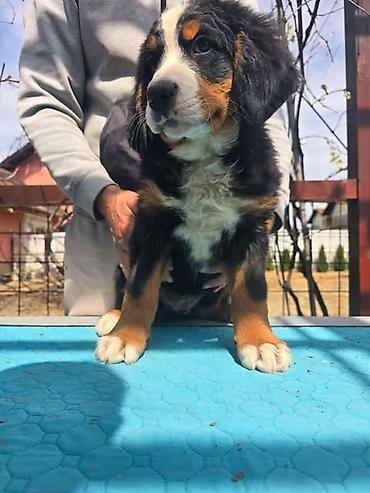Psi: Bernski planinski pas štenci Na prodaju štenci BERNSKOG PLANINSKOG PSA — 9