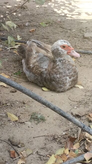 Ördəklər: Satılır yetişkin dişilər 18 manata yetişkin erkekler isə 30 manata tam — 2