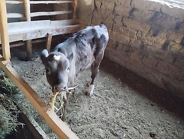 рыбы для пруда купить: Продаю | Музоо, торпок — 2