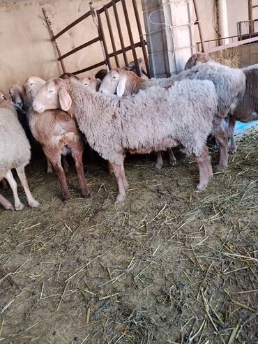 Бараны, овцы: Продаю | Овца (самка) | Арашан | Для разведения | Котные, Матка, Племенные — 2