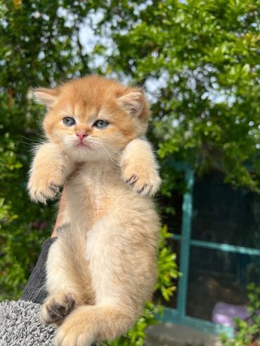 Pişiklər: Qızıl şinşilla, Erkək, Cütləşmə üçün, Pulsuz çatdırılma, Ödənişli çatdırılma, Rayonlara çatdırılma — 9