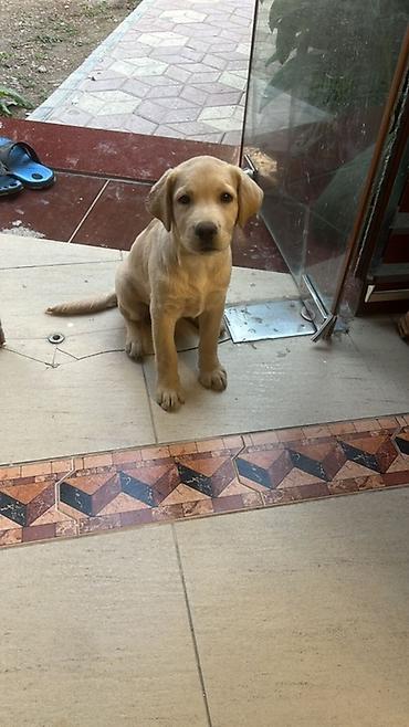micro toy pudel: Labrador-retriver — 1